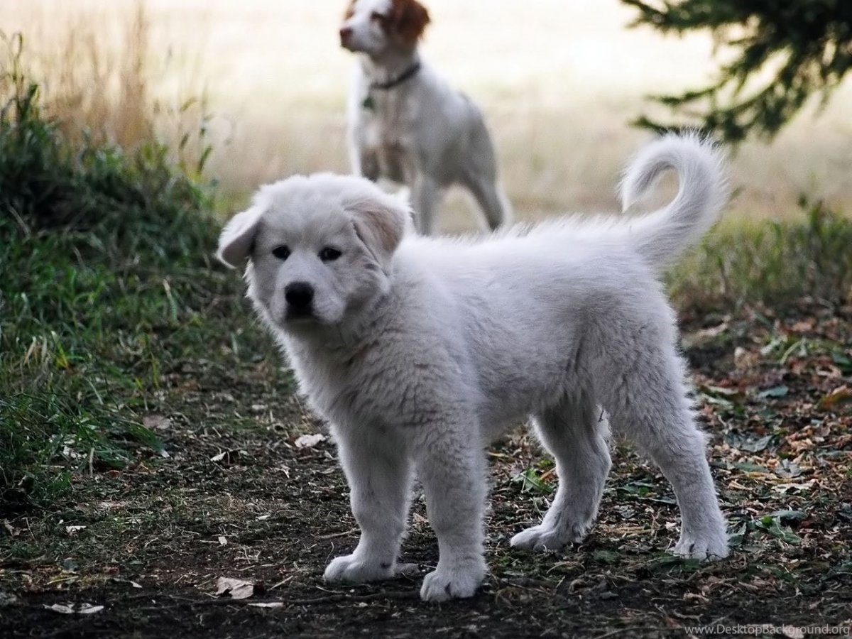Щенки дворняжки картинки