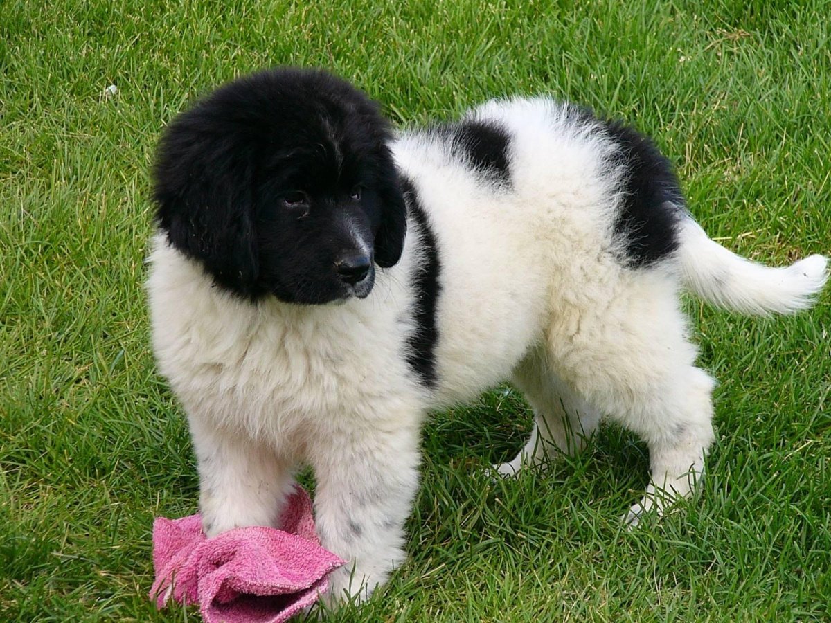 Ландсир порода собак