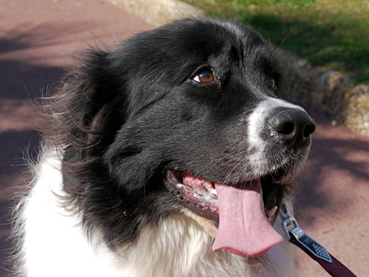 Ньюфаундленд Ландсир собака