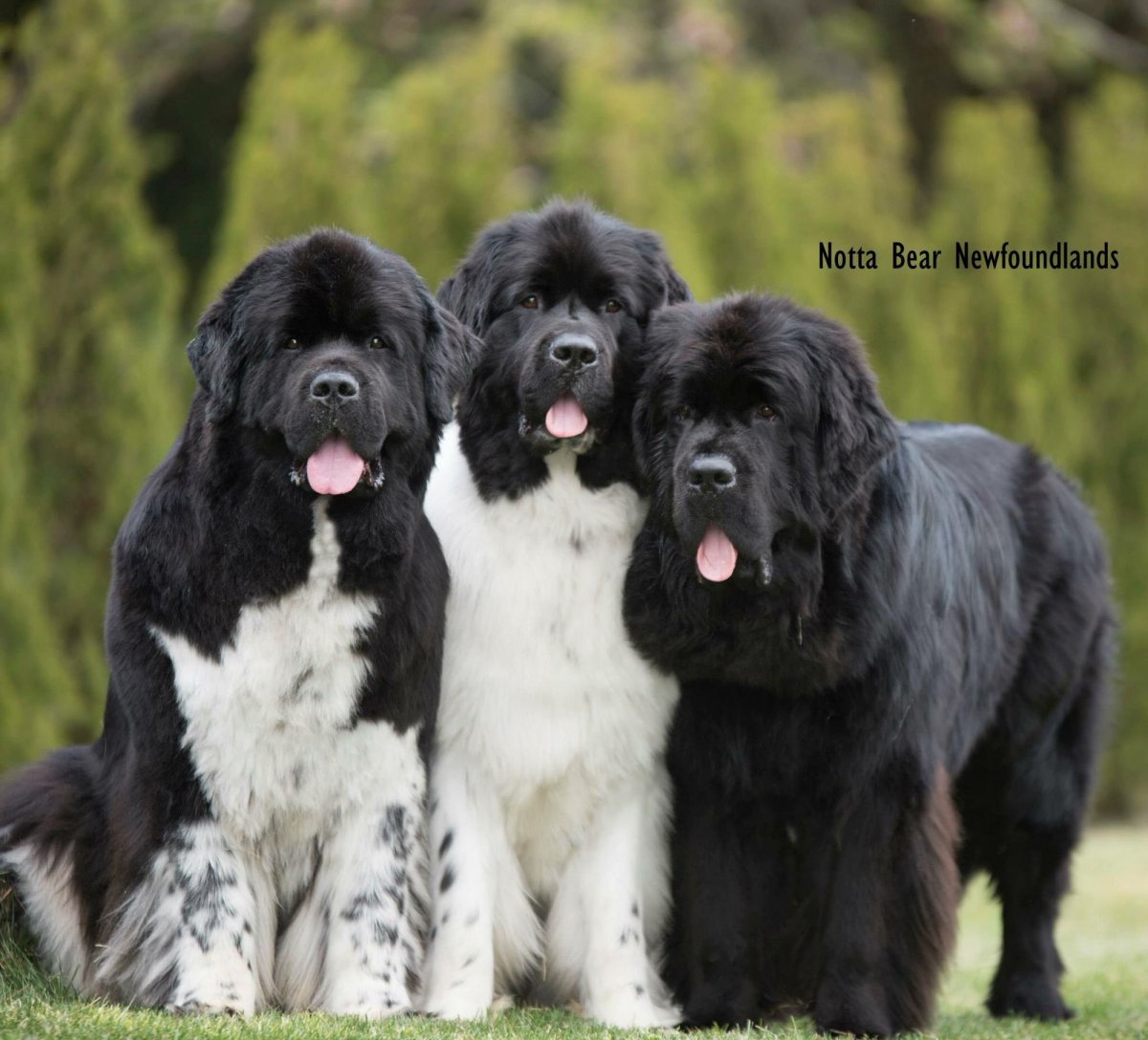 Ньюфаундленд Ландсир собака