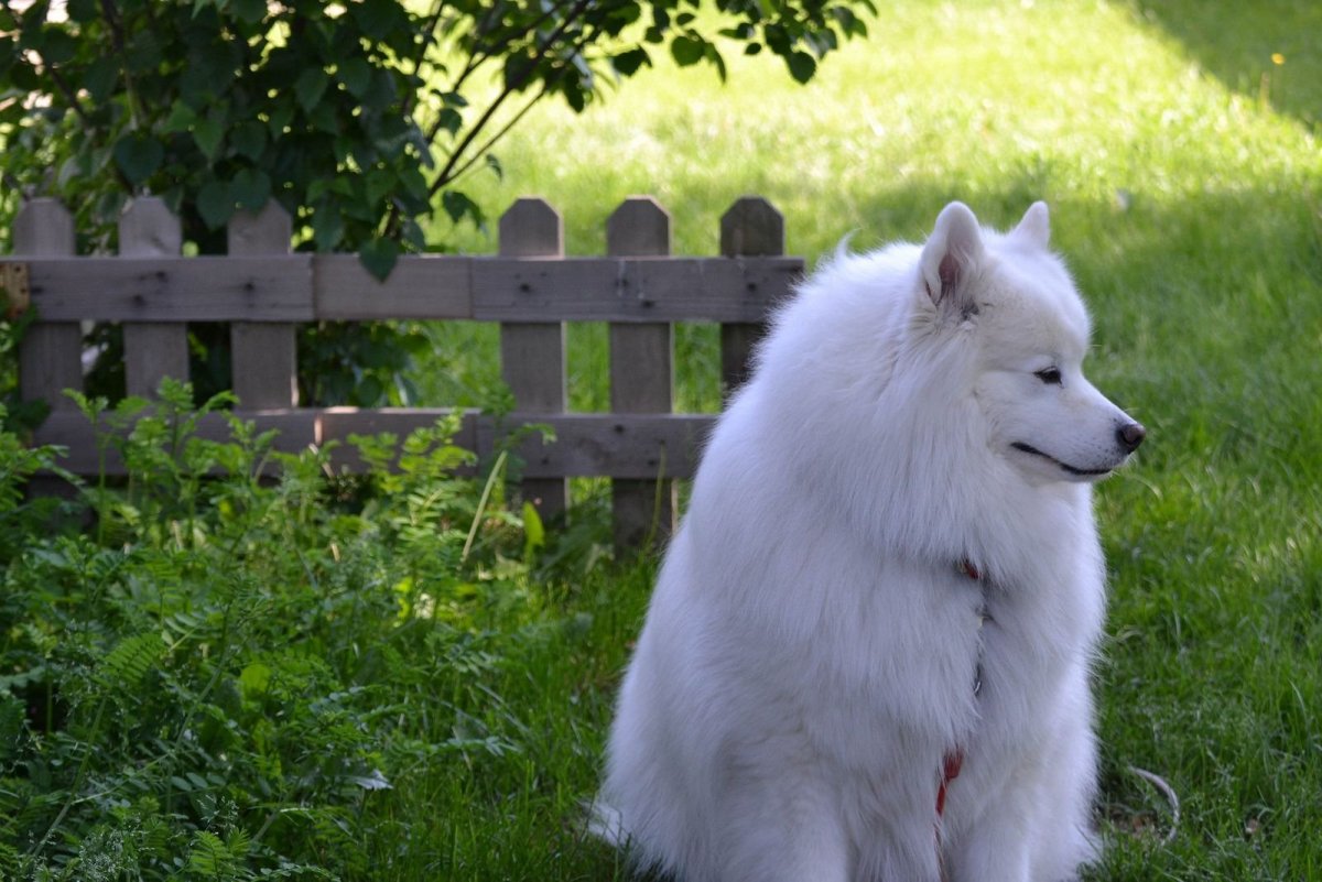 Самоедская овчарка