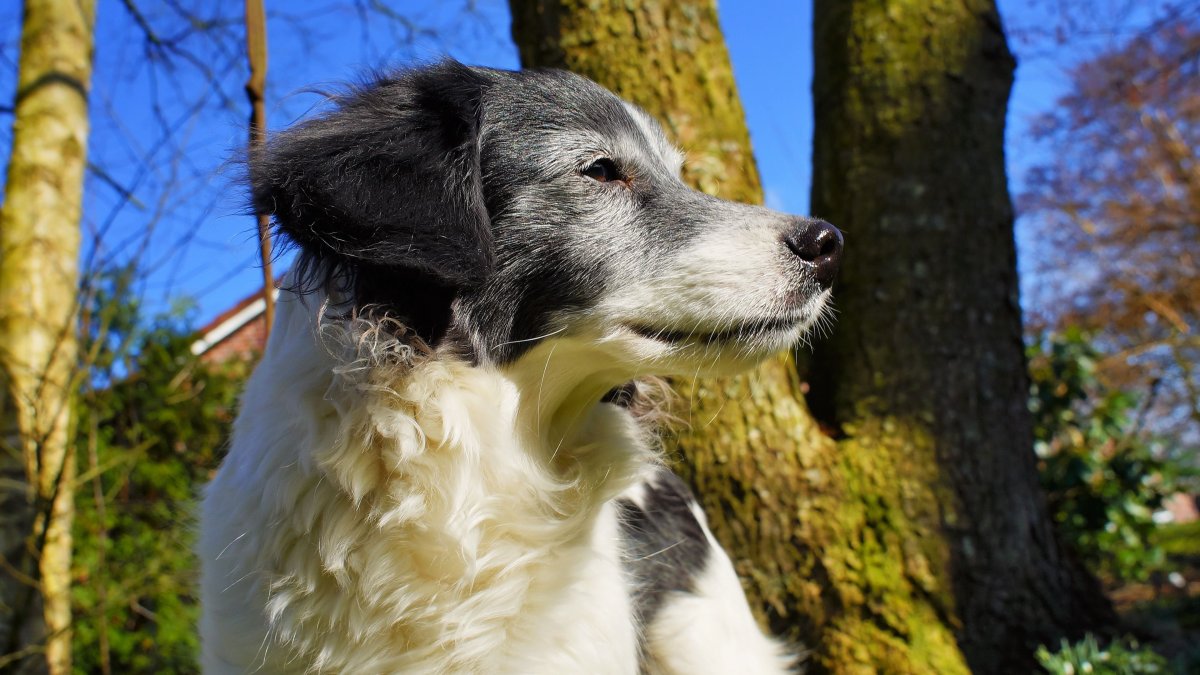 Поисковая собака