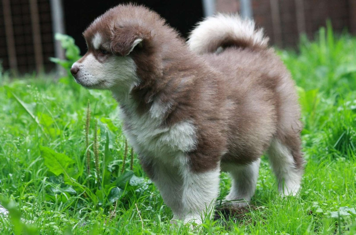 Маламут щенок