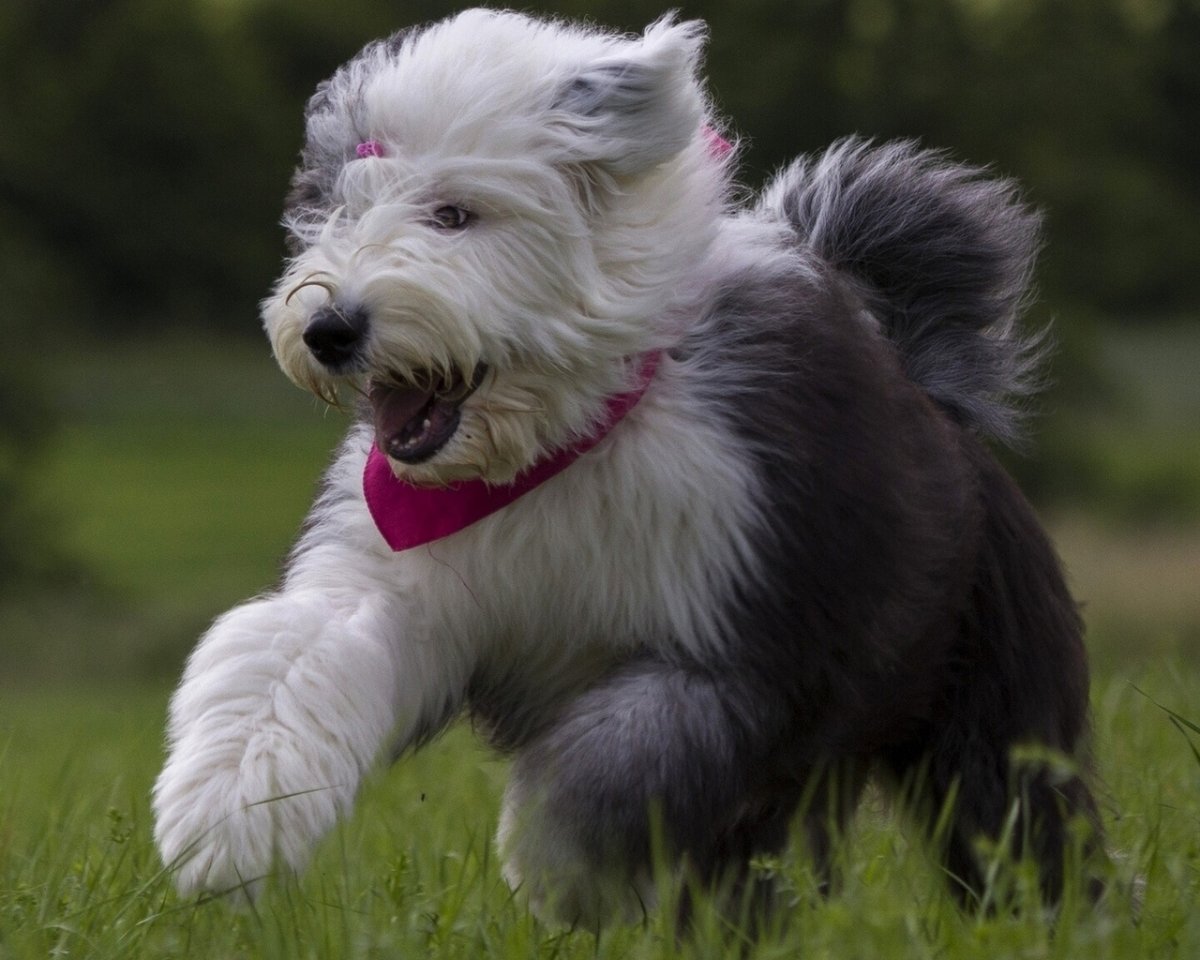 Английская овчарка бобтейл