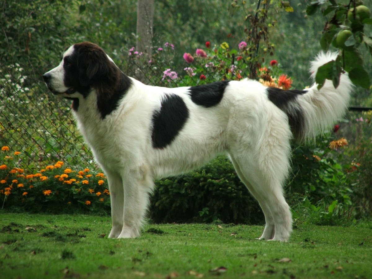 Ньюфаундленд Ландсир