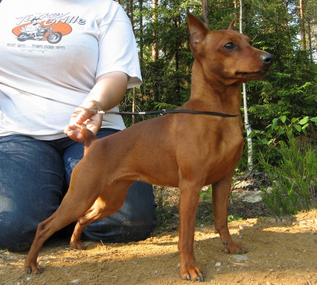 Немецкий пинчер рыжий