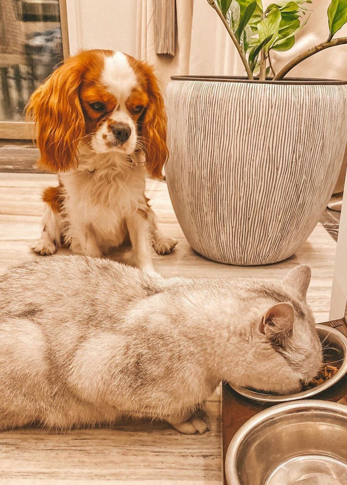 Собака Ксении Бородиной порода