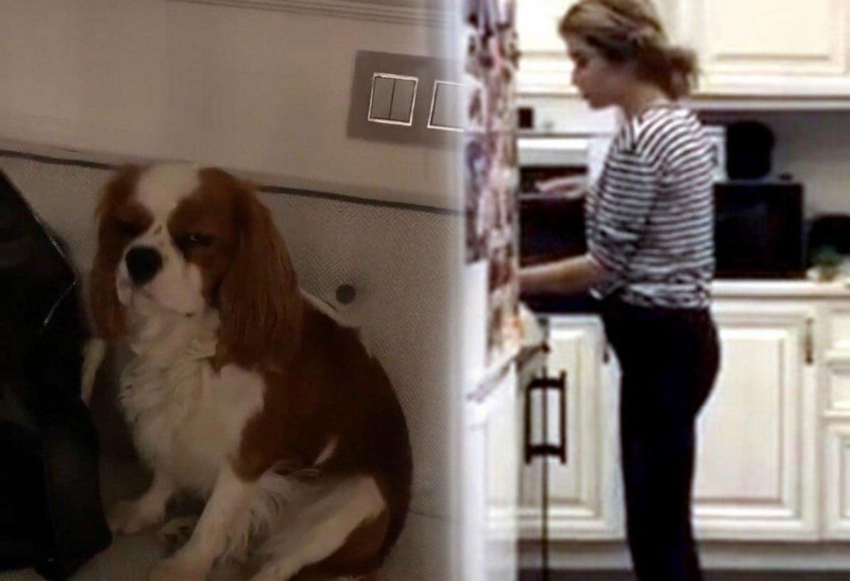 Екатерина Волкова и Акита ину зум