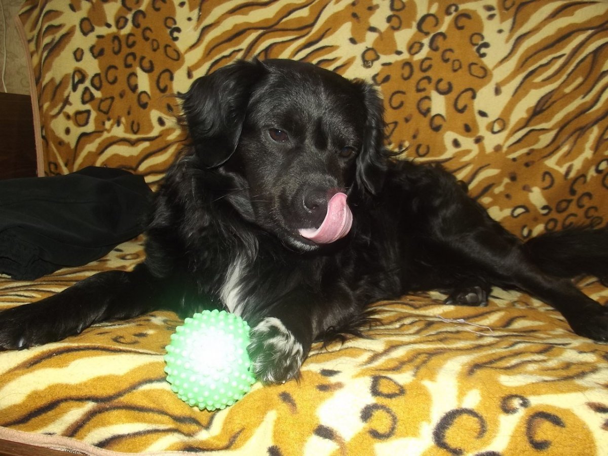 Метис спаниеля и дворняги