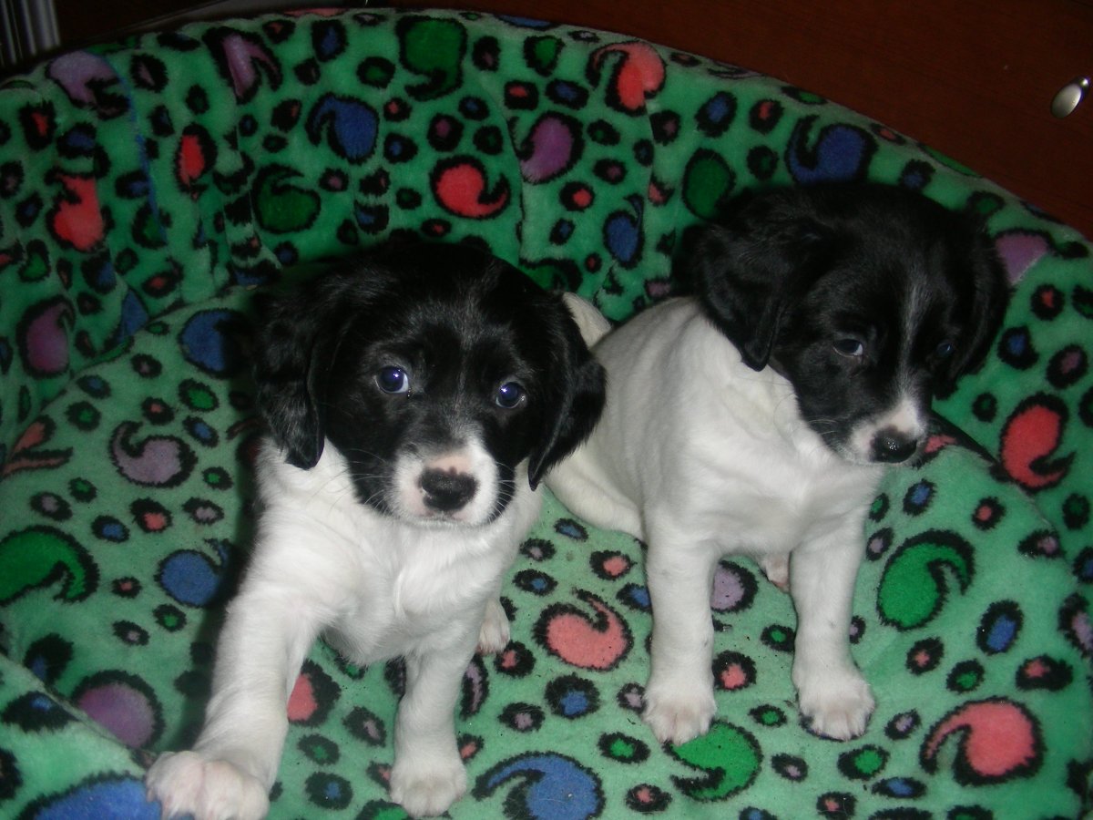 Щенки спаниель +дворняга