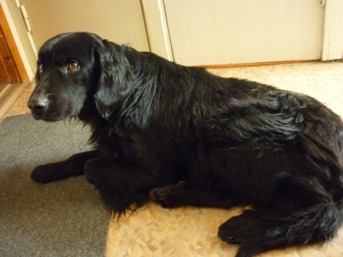 Черный лабрадор и русский спаниель метис