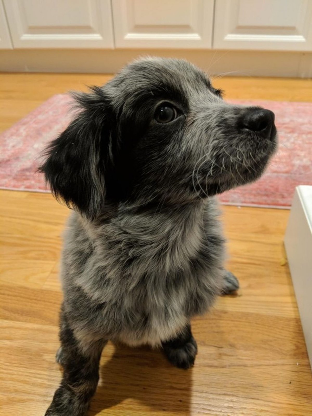 Метисы собак спаниель