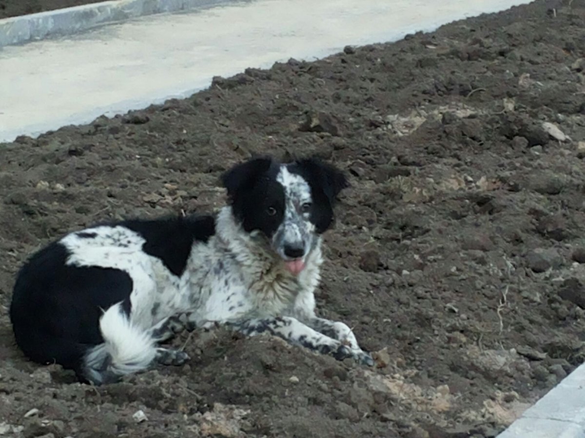 Метис русский спаниель дворняжка