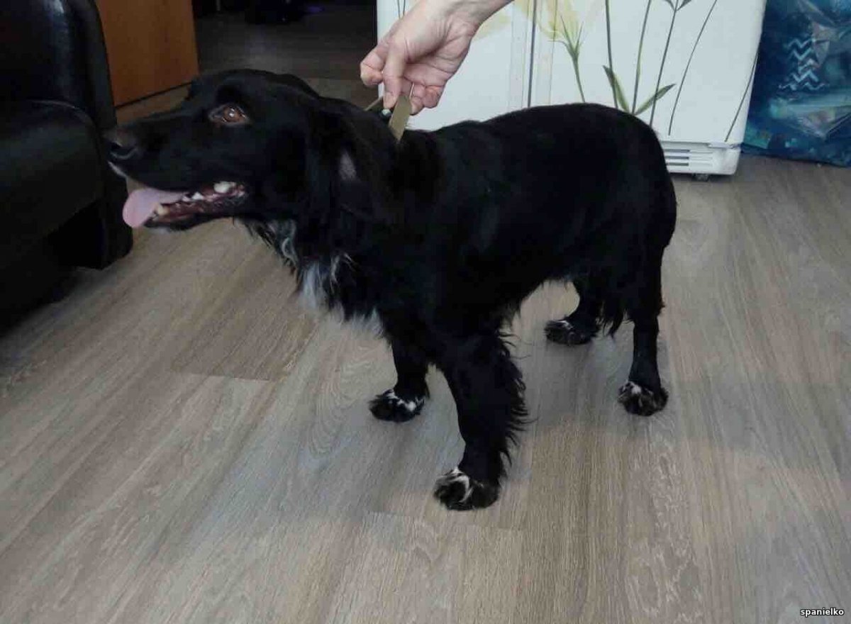 Метис спаниеля без хвоста