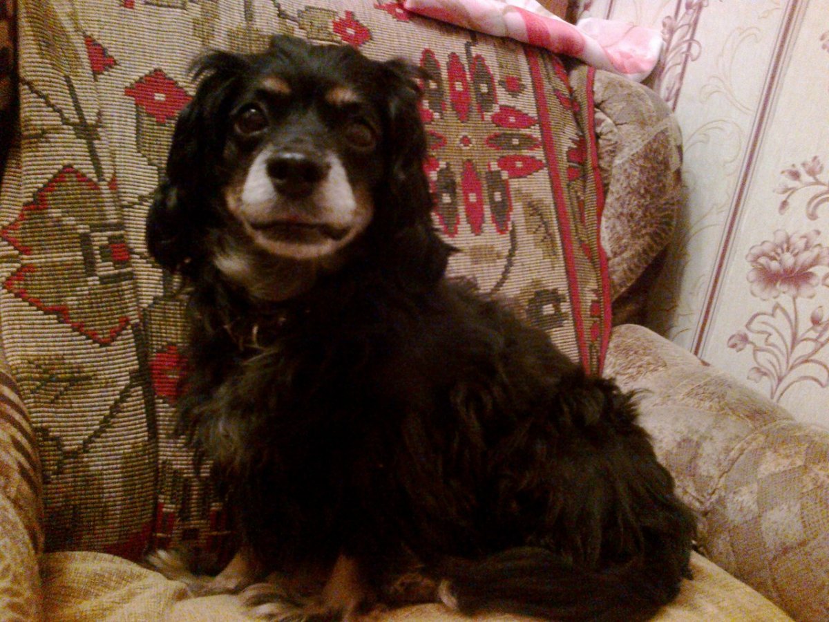 Метис дворняжки и кокера спаниеля