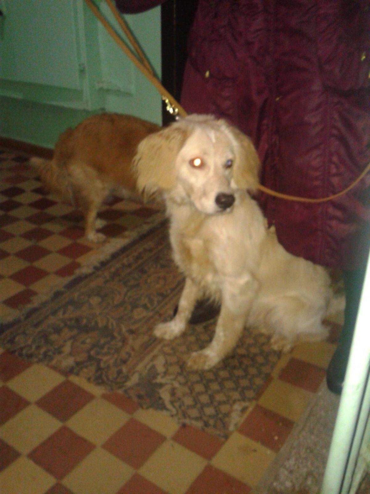 Метис чихуахуа и спаниель