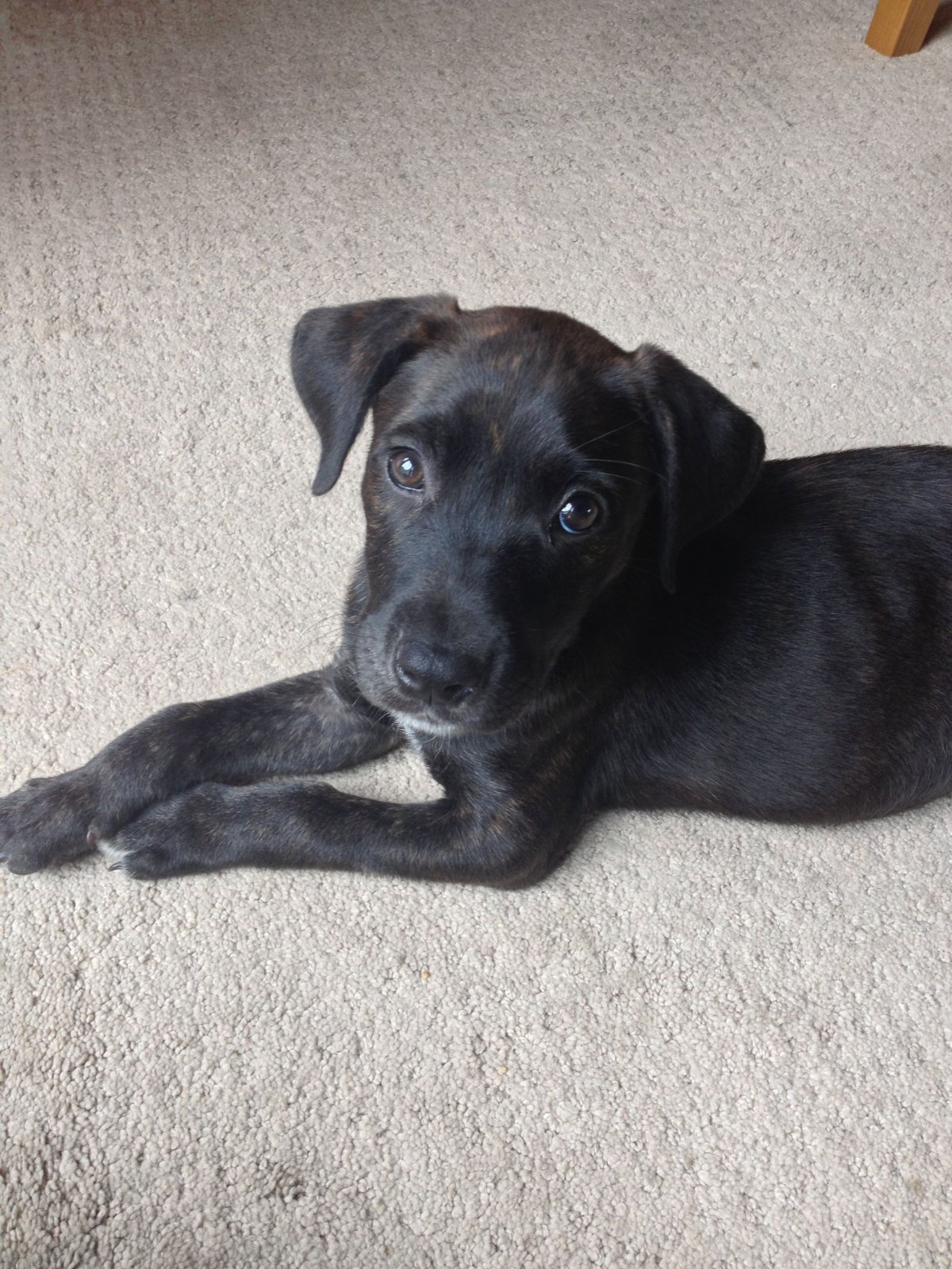 Помесь боксера и лабрадора