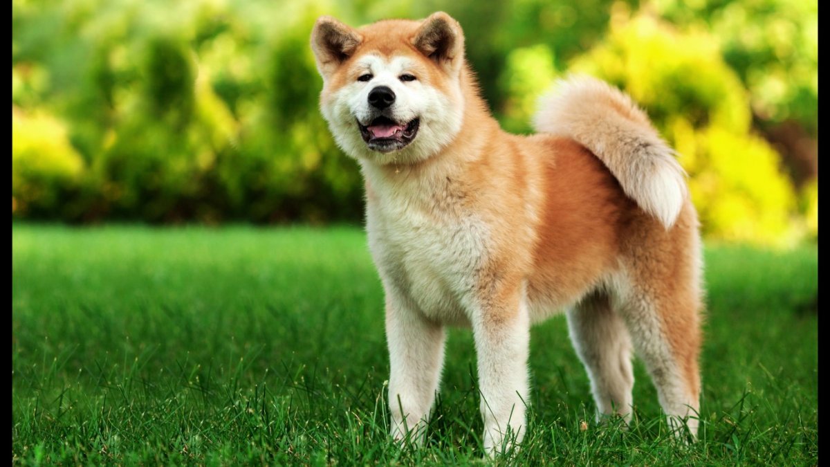 Милые щенки Акита ину