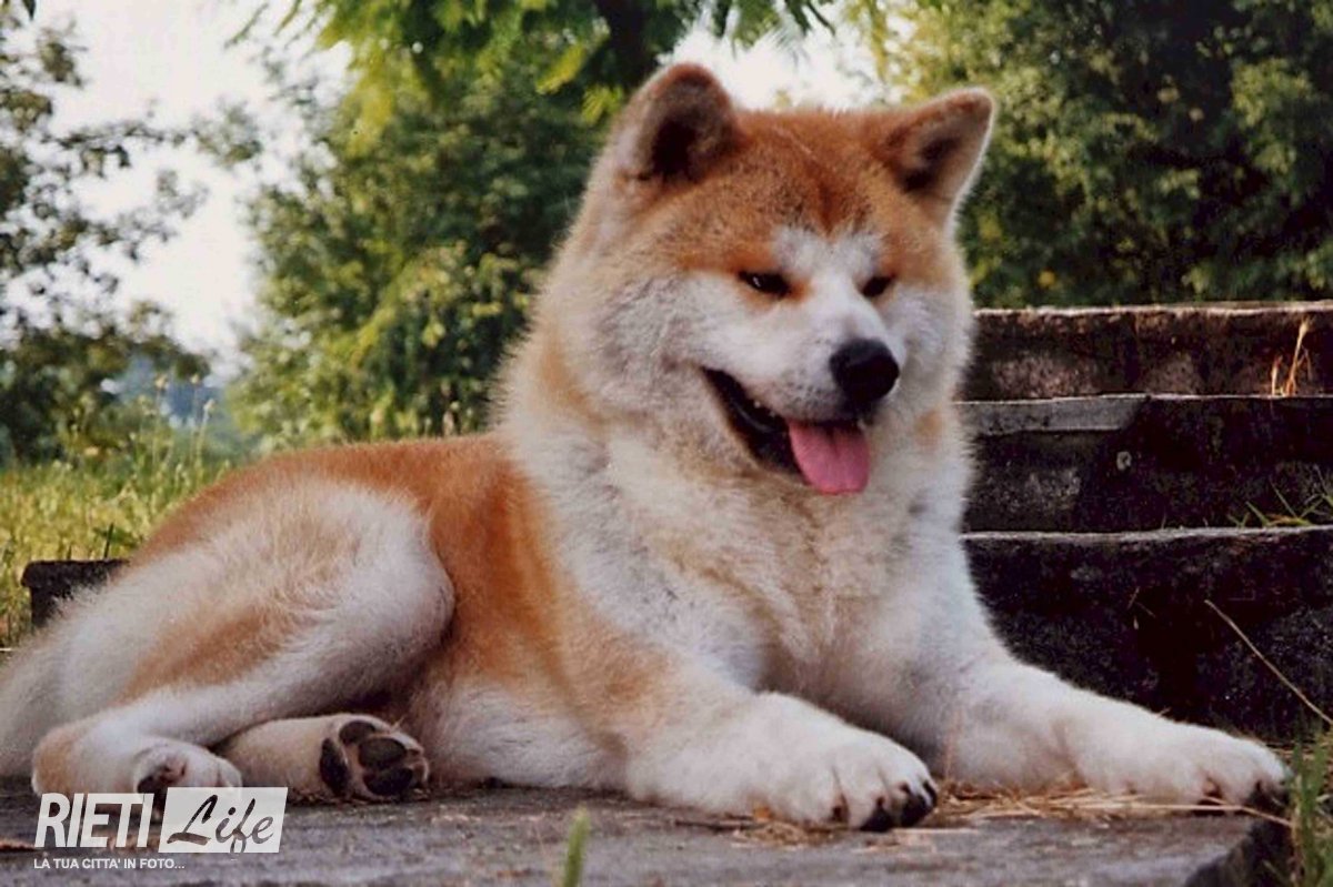 Порода собак сиба ину (Шиба ина)