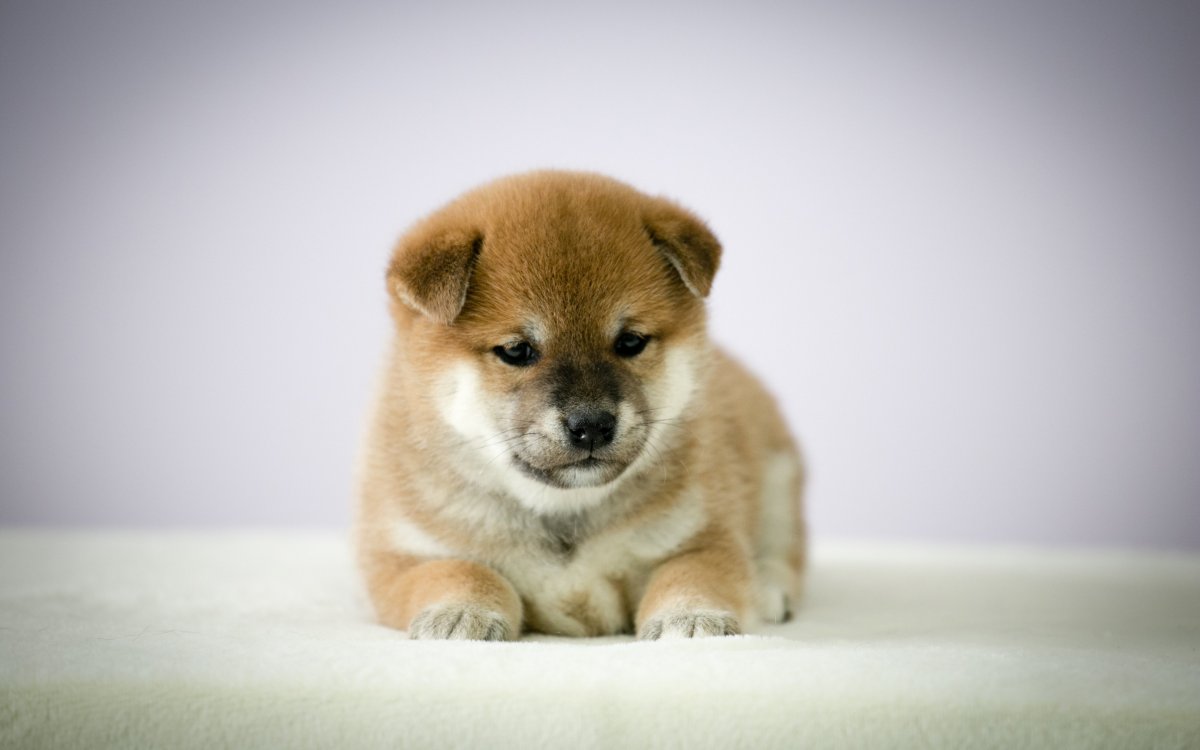 Гетерохромия у Акита ину