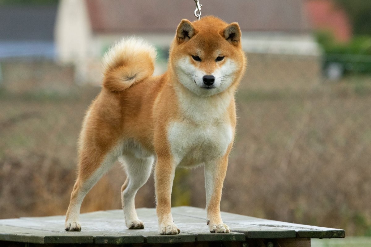 Акита ину щенок милый