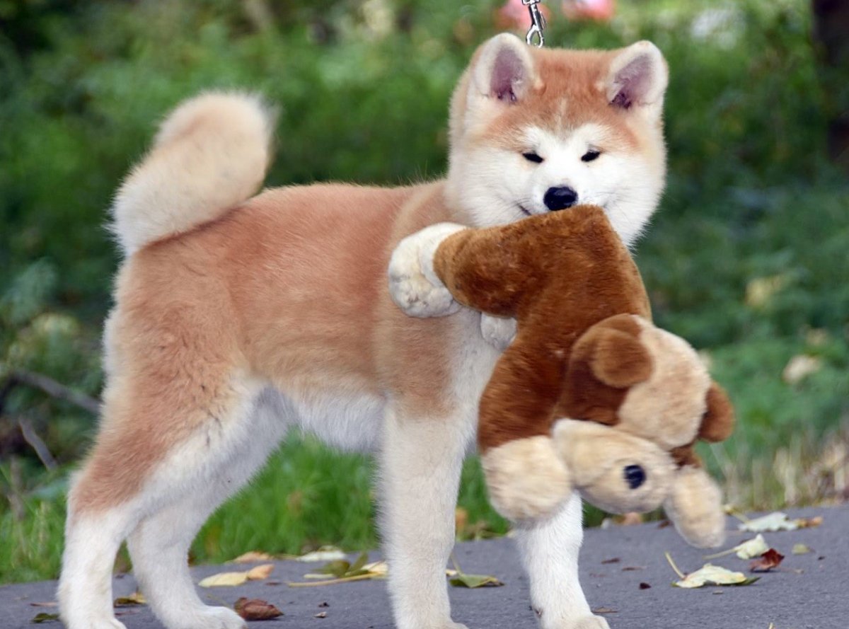 Акита ину Эстетика