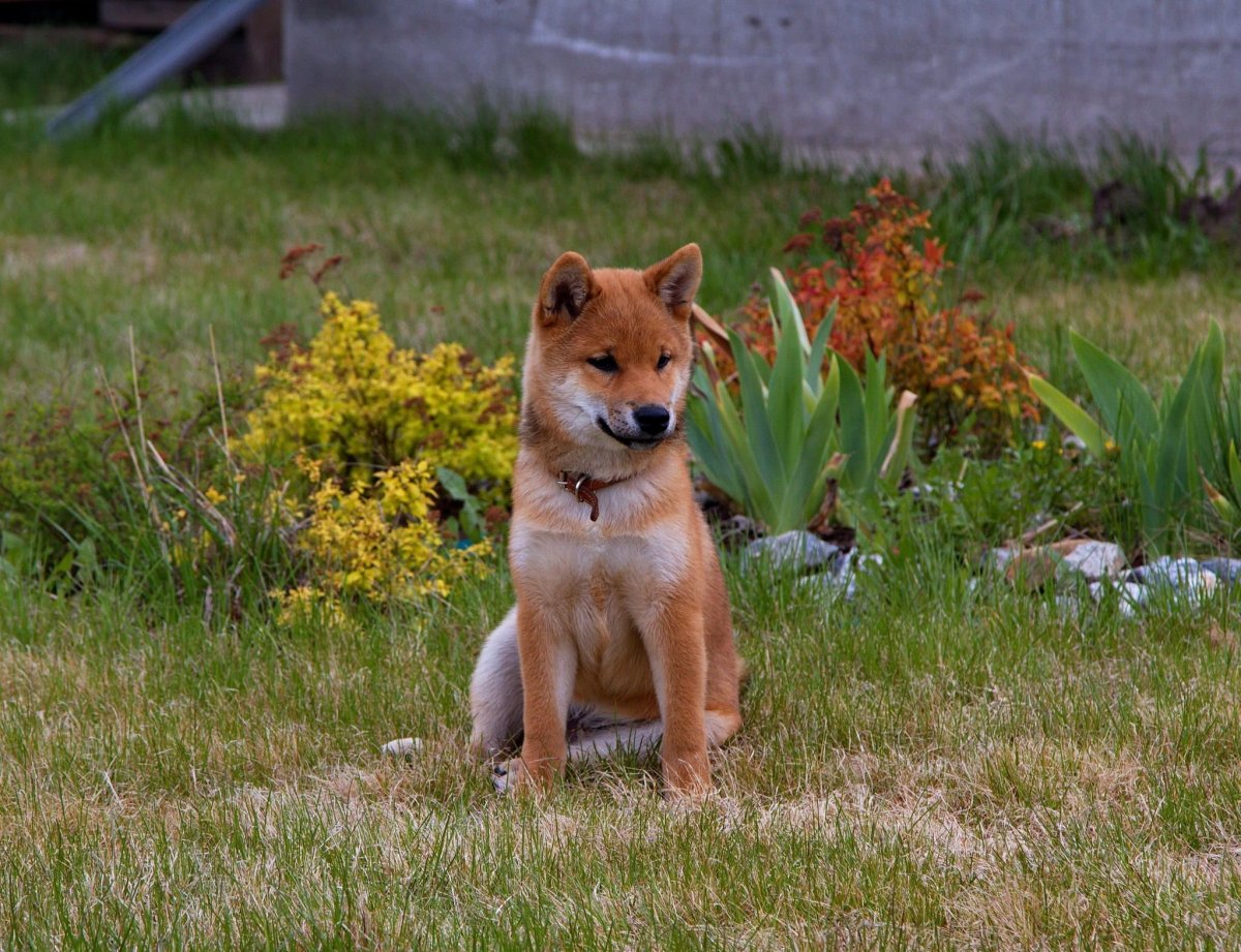 Японская порода собак сиба-ину