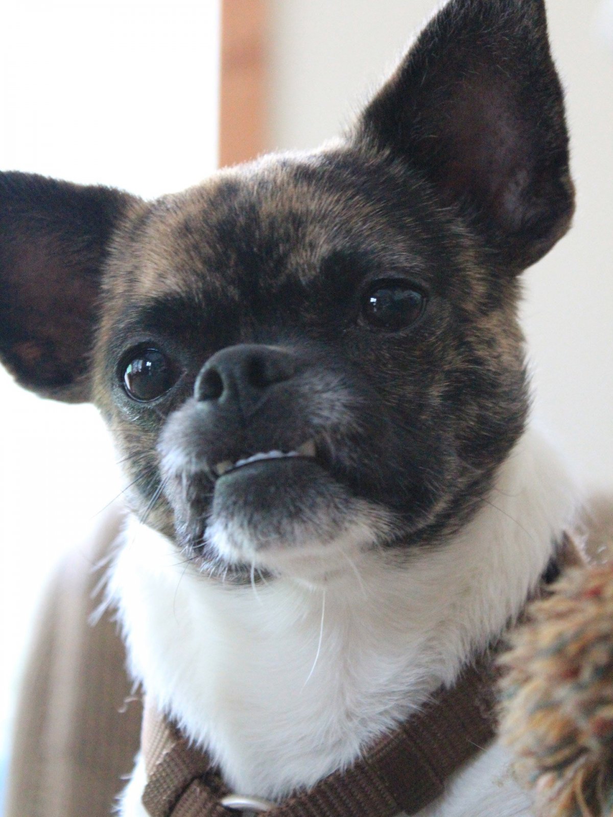 Помесь французского бульдога и чихуахуа