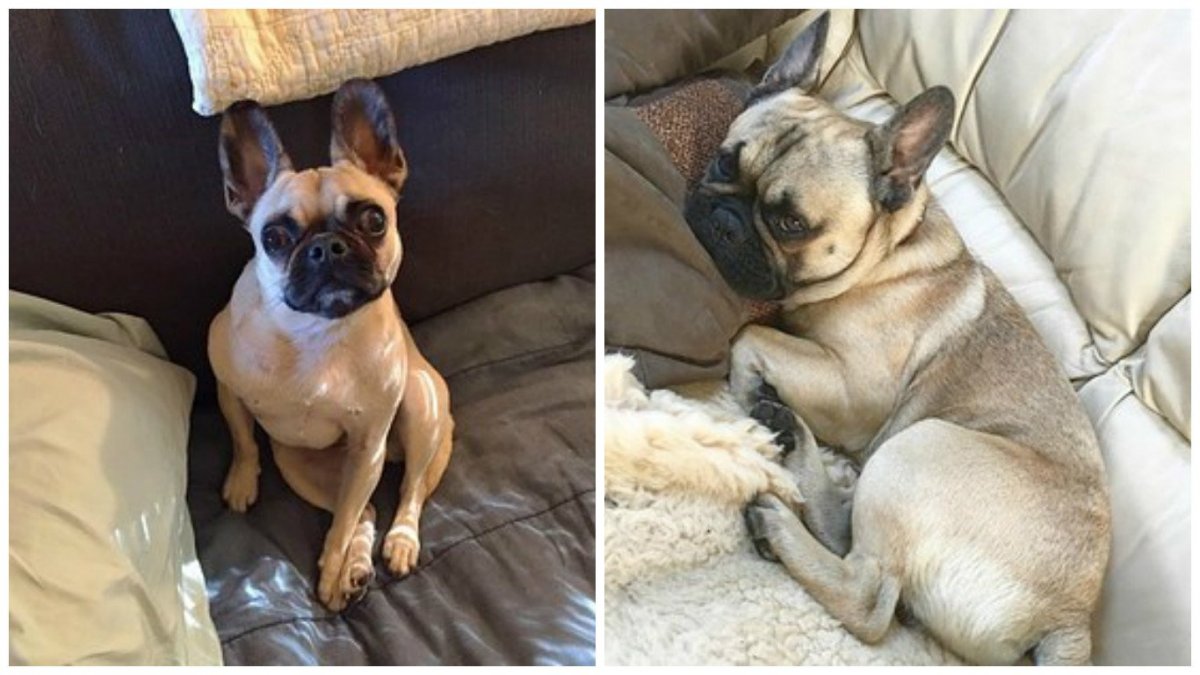 Длинношерстный бульдог флаффи