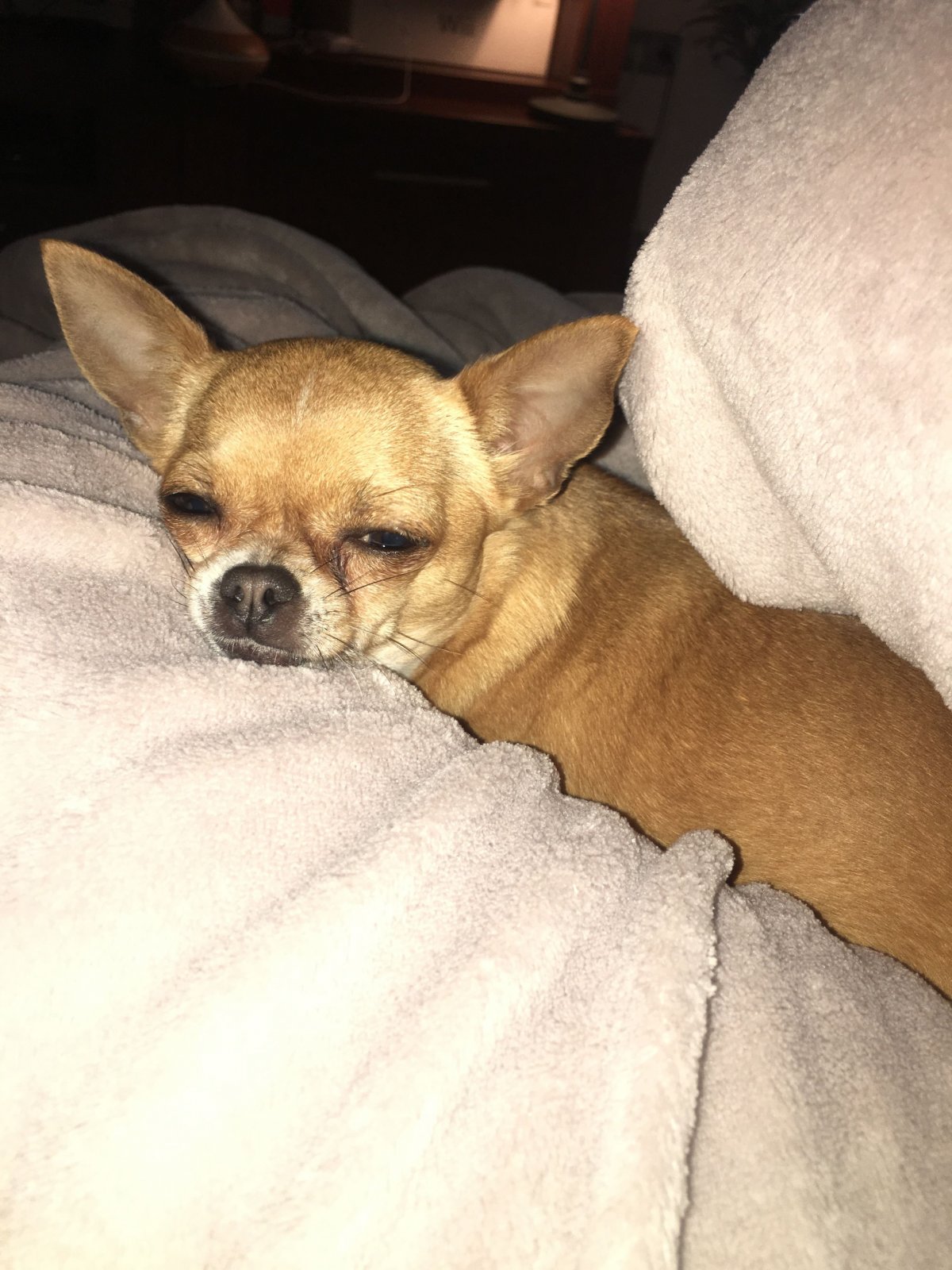 Помесь французского бульдога и чихуахуа