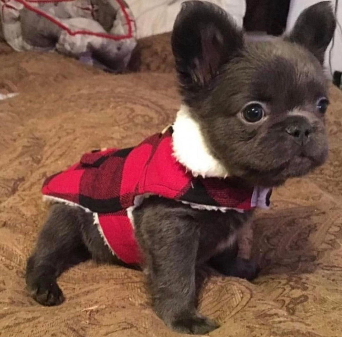 Метис французского бульдога и чихуахуа