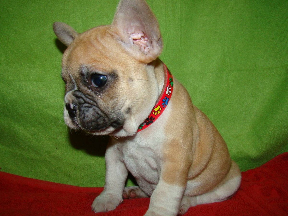 Мопс чих французский бульдог