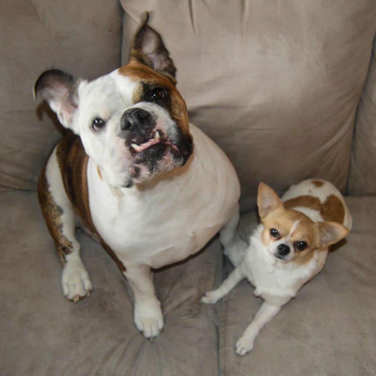Английский бульдог и чихуахуа