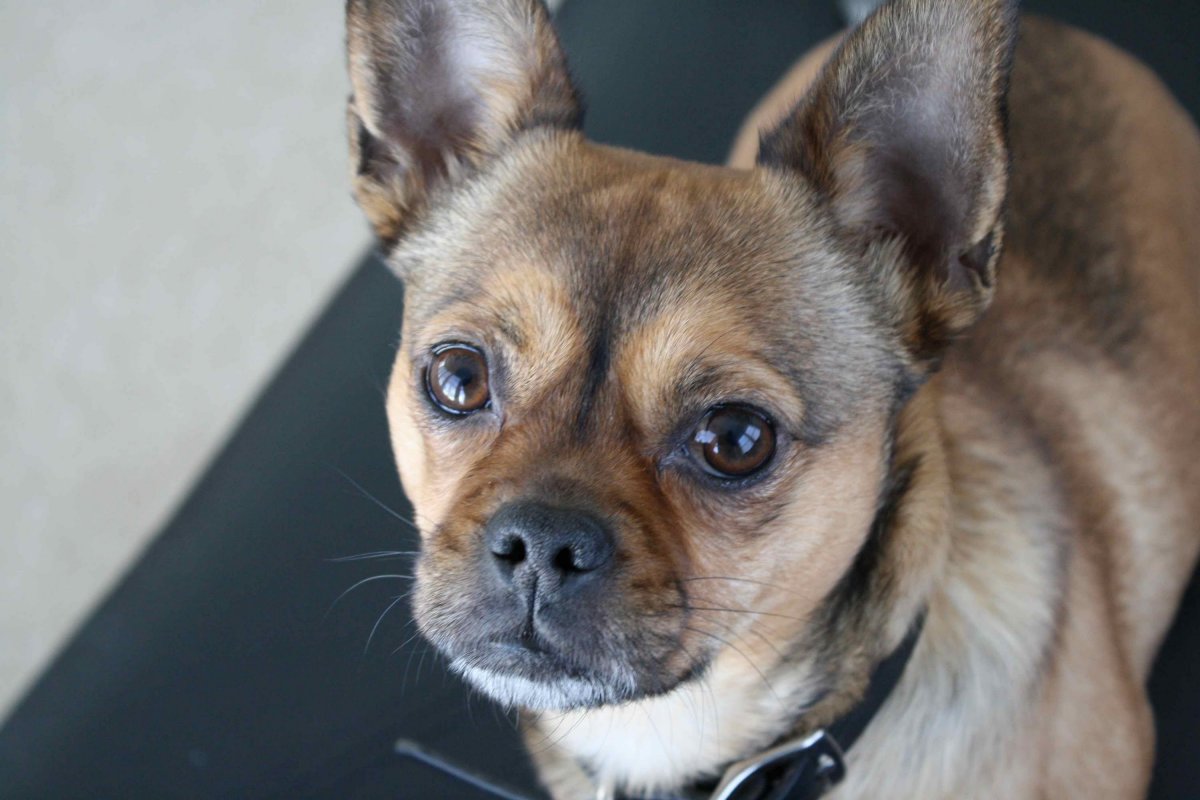 Помесь французского бульдога и чихуахуа