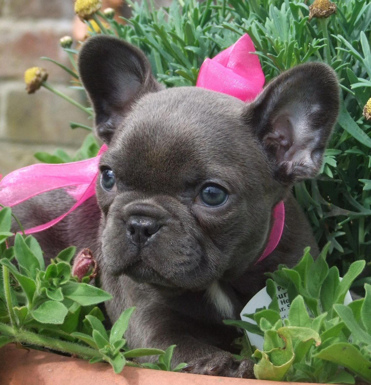 Помесь французского бульдога и чихуахуа