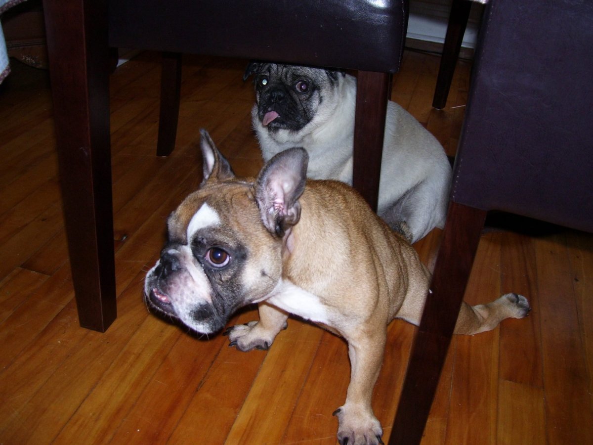 Смесь французского бульдога с чихуахуа