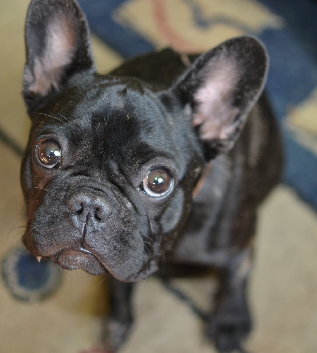 Метис МОПСА И французского бульдога