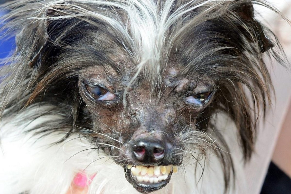 Китайская хохлатая сутулая