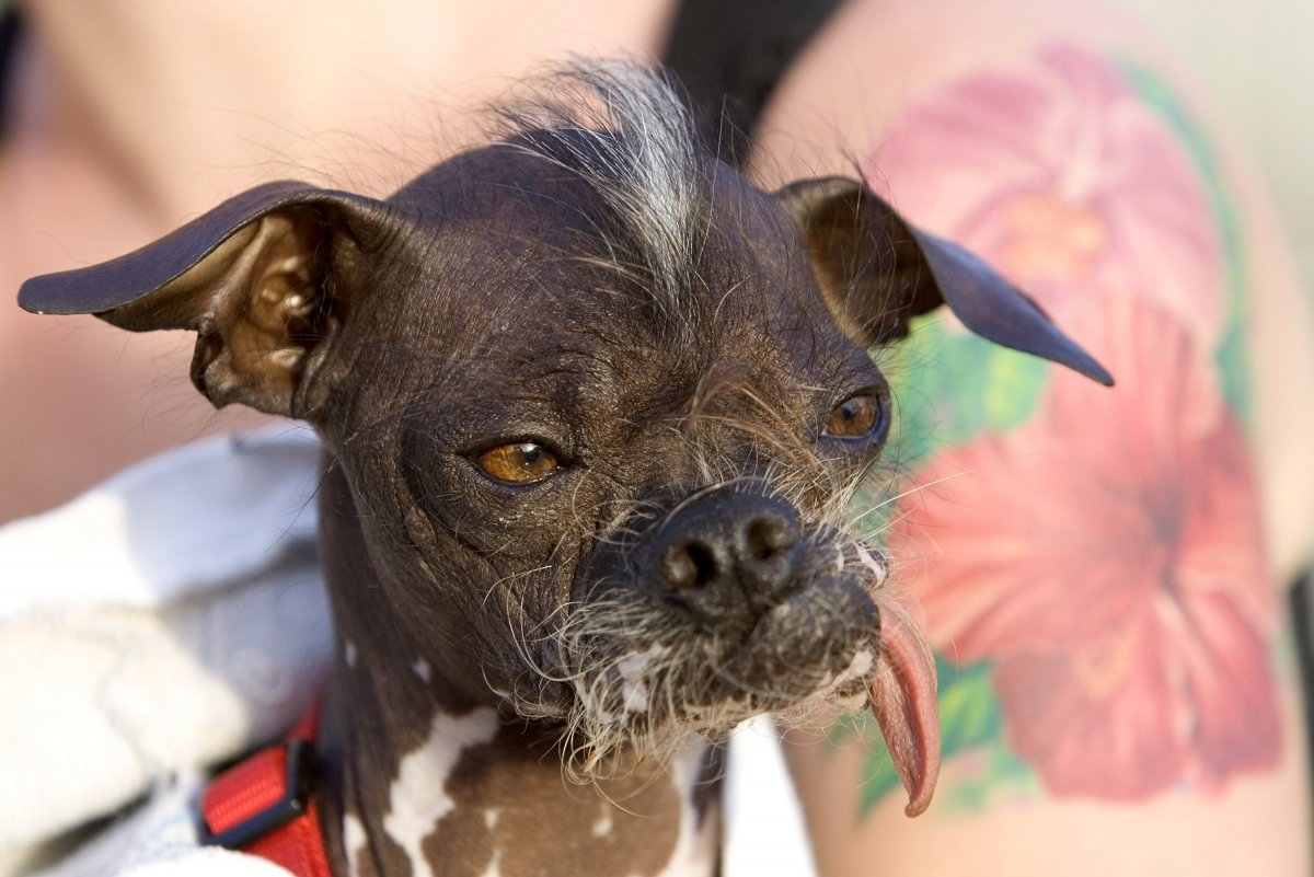 Китайская хохлатая