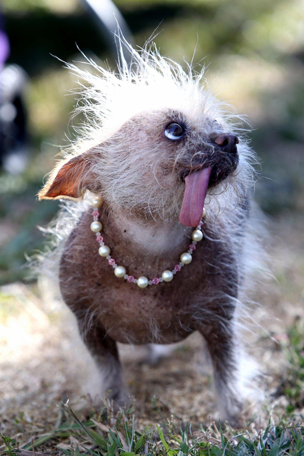 Самая уродливая собака в мире