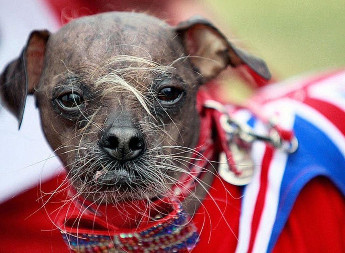 Ксолоитцкуинтли и китайская хохлатая