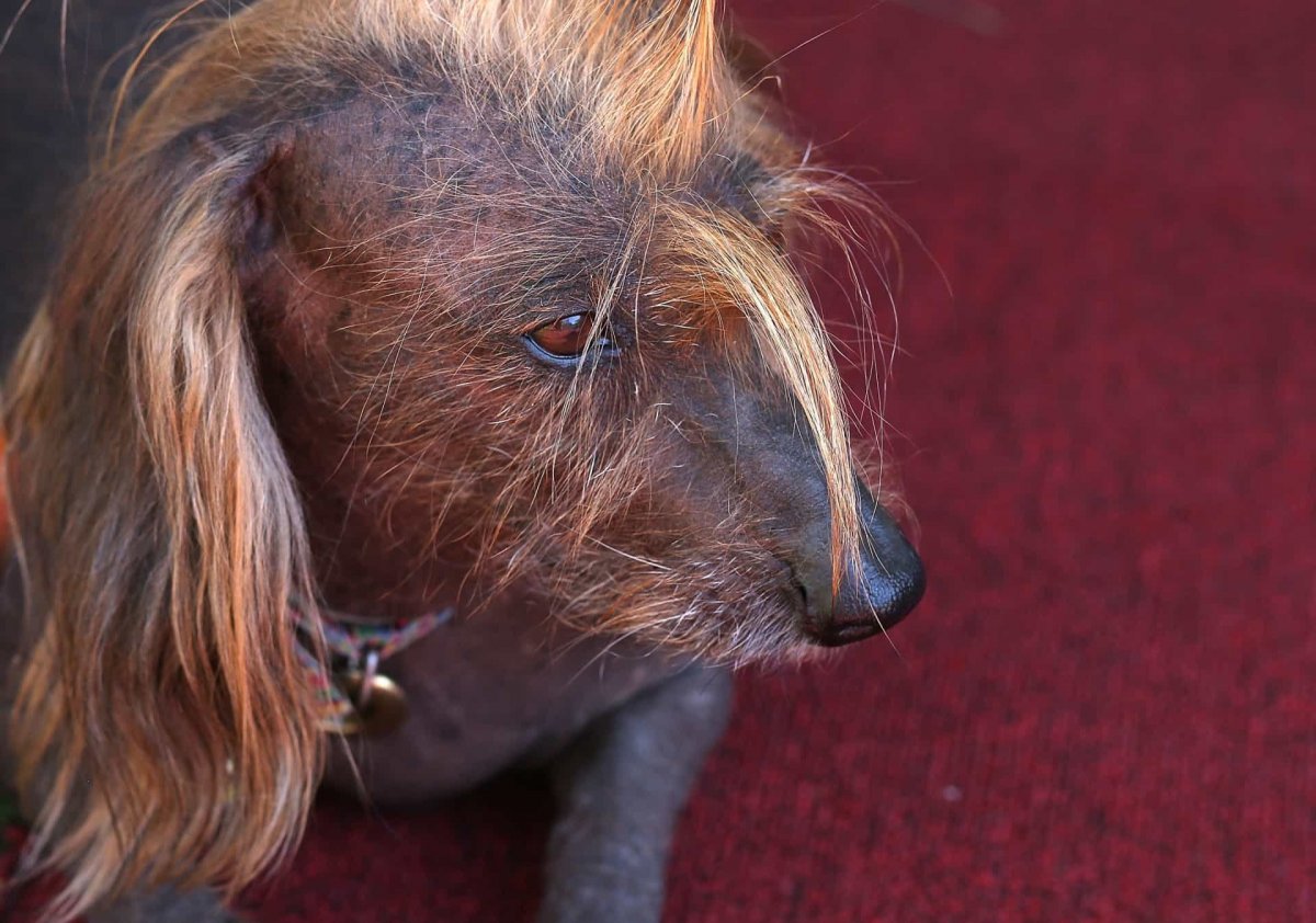 Самая уродливая собака в мире