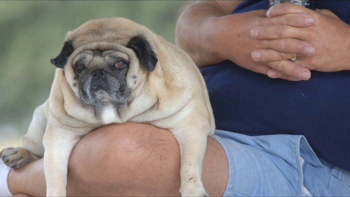 Жирный Мопс