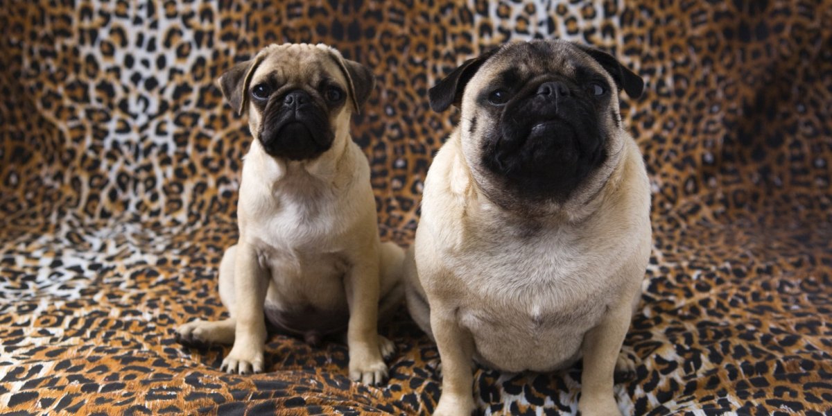 Мопс ожирение