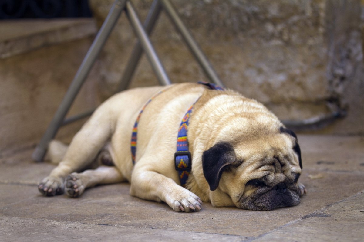 Лежачий Мопс