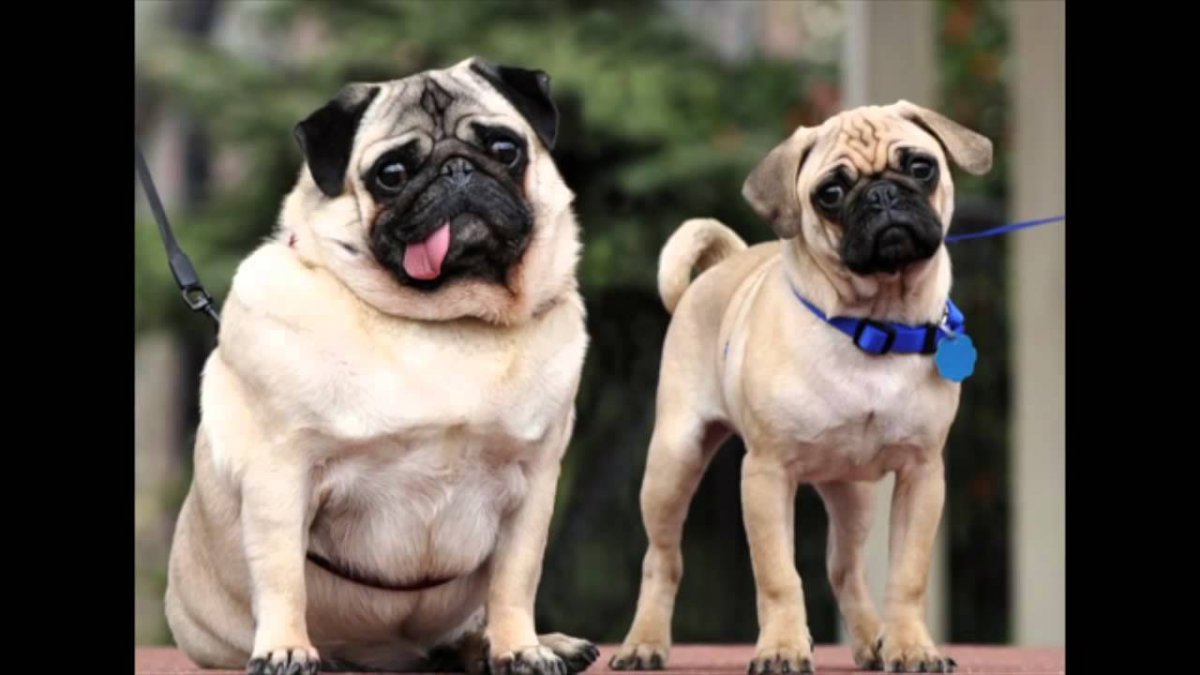 Мопс ожирение