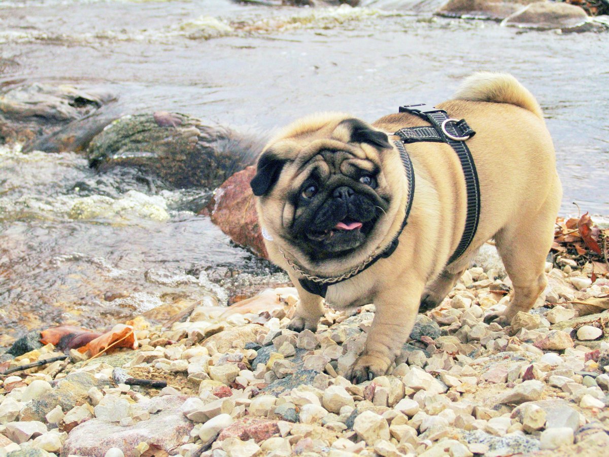 Мопс гигант