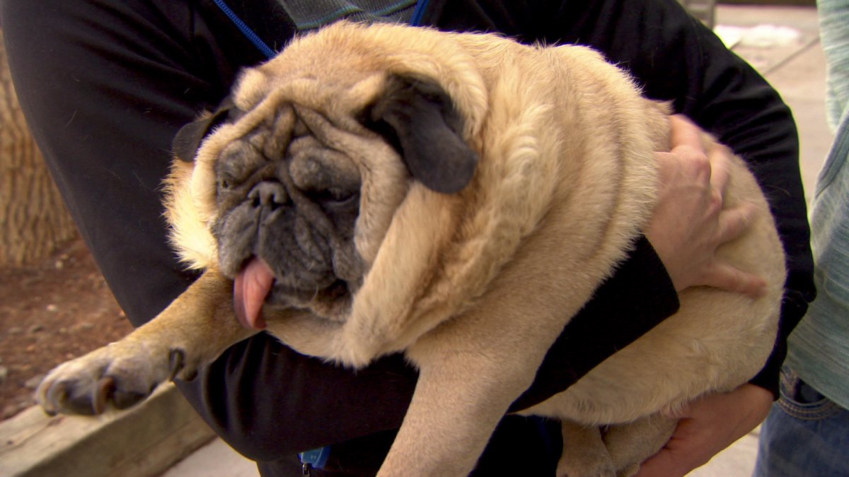 Жирный Мопс