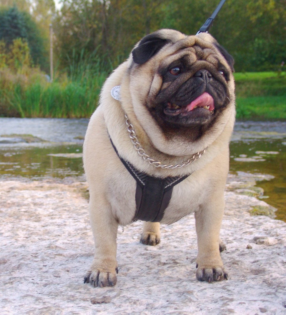 Мопс и большая собака