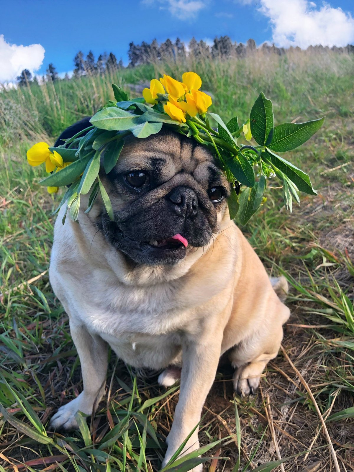 Мопс привет